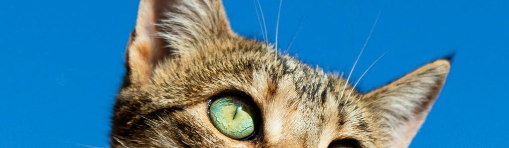 Accessoires pour chats